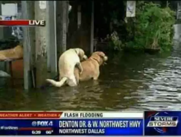 Konji Na Bastard!! See What These Dogs Were Caught On Camera Doing Inside The Texas Flood [Photo]